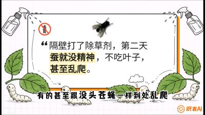 第05节：养蚕人的&ldquo;排雷战&rdquo;&mdash;&mdash;除草剂的生死禁忌，课程：《桑海淘金：桑树高产与蚕桑安全进阶实战课》