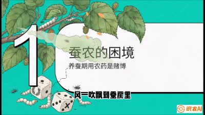 第06节：虫口夺叶（上）&mdash;&mdash;物理与生物防控绝技，课程《桑海淘金：桑树高产与蚕桑安全进阶实战课》