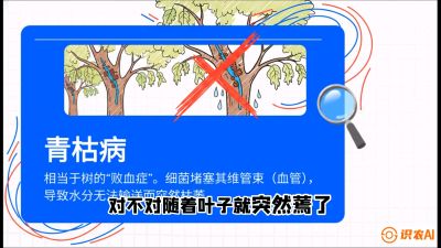 第08节：看不见的杀手&mdash;&mdash;青枯病与萎缩病，课程：《桑海淘金：桑树高产与蚕桑安全进阶实战课》