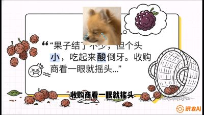 第10节：甜蜜的科学&mdash;&mdash;膨大、增甜与转色，课程：《桑海淘金：桑树高产与蚕桑安全进阶实战课》