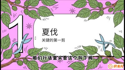 第11节：叶果双收&mdash;&mdash;特殊的夏伐与冬伐，课程：《桑海淘金：桑树高产与蚕桑安全进阶实战课》