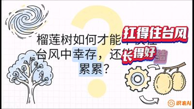 第四节：中国榴莲突围战：为生存重塑权型，抗台风矮化栽培与力学牵引，课程：《国产榴莲突围战：从泰国经验到中国实操的8堂必修课（高阶实战版）》