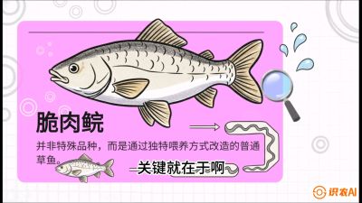 第六节：【老品升级&middot;脆肉鲩】如何让草鱼身价翻倍？，课程：《黄金鳞甲：2025中国淡水鱼高效养殖实战营》