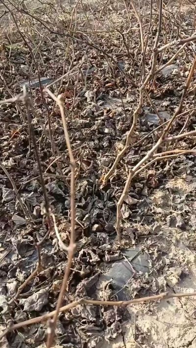 出售巨峰葡萄苗。药用连翘苗，科研五号优质种苗，2/5年苗，药用连翘树，挂果树，全国包邮到家！财富密码18534302961