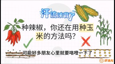 第1节：【品种定江山】工业辣椒vs小米辣：底肥公式与密度陷阱的&ldquo;百万生意经&rdquo;，课程：《辣椒种植实战特训营，从工业辣椒到精品小米辣，教你如何把&ldquo;草&rdquo;种成&ldquo;金&rdquo;》