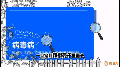 第5节：【病毒病阻击】辣椒的&ldquo;癌症&rdquo;怎么治？从&ldquo;绝收恐慌&rdquo;到&ldquo;带毒生产&rdquo;的逆转术，课程：《辣椒种植实战特训营，从工业辣椒到精品小米辣，教你如何把&ldquo;草&rdquo;种成&ldquo;金&rdquo;》