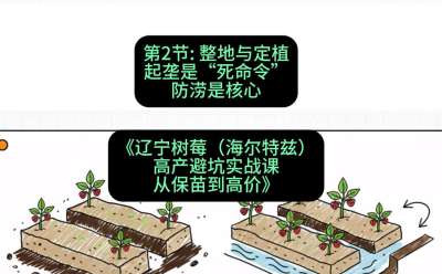 第二节： 整地与定植&mdash;&mdash;起垄是&ldquo;死命令&rdquo;，防涝是核心，课程：《辽宁树莓（海尔特兹）高产避坑实战课：从保苗到高价》