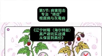 第五节： 病害阻击&mdash;&mdash;专治&ldquo;绝症&rdquo;根腐病与灰霉病，课程：《辽宁树莓（海尔特兹）高产避坑实战课：从保苗到高价》