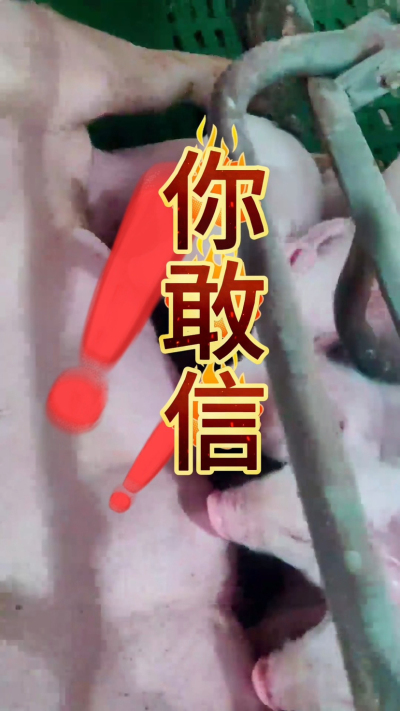 小猪抢不到奶，干瘦不长肉？成活率总上不去？😭
自从用上南商农科这款仔猪补奶机，再也没这烦恼！
✅ 一键设置下料参数，新手也能上手
✅ 恒温补奶，小猪抢着喝，长势超均匀
从车间精工组装到猪场落地使用，每