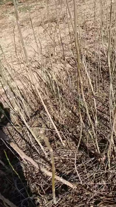 出售臭椿苗，巨峰葡萄苗。药用连翘苗，科研五号优质种苗，2/5年苗，药用连翘树，挂果树，全国包邮到家！财富密码18534302961