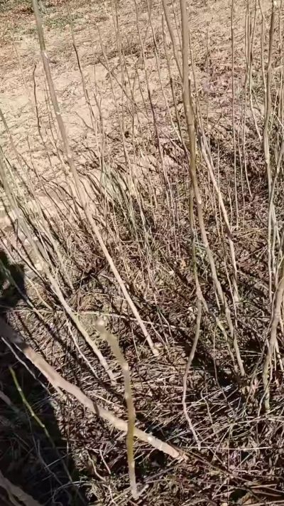 出售臭椿苗，巨峰葡萄苗。药用连翘苗，科研五号优质种苗，2/5年苗，药用连翘树，挂果树，全国包邮到家！财富密码18534302961