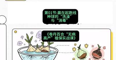 第01节：赢在起跑线&mdash;&mdash;种球的&ldquo;洗澡&rdquo;与&ldquo;消毒&rdquo;，课程：《卷丹百合&ldquo;无病高产&rdquo;植保实战课》#识农AI