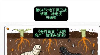 第04节：地下保卫战&mdash;&mdash;蛴螬、地老虎与螨虫 ，课程：《卷丹百合&ldquo;无病高产&rdquo;植保实战课》#识农AI