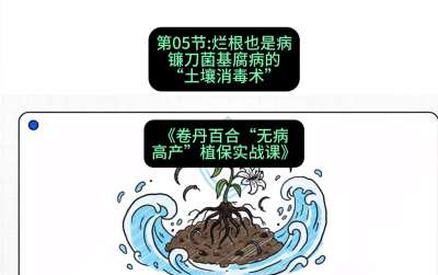 第05节：烂根也是病&mdash;&mdash;镰刀菌基腐病的&ldquo;土壤消毒术&rdquo; ，课程：《卷丹百合&ldquo;无病高产&rdquo;植保实战课》#识农AI