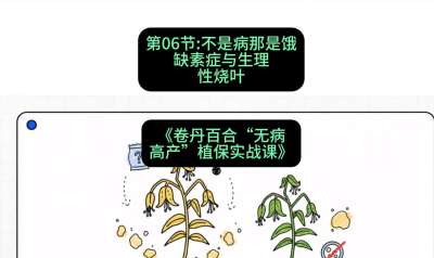 第06节：不是病那是饿&mdash;&mdash;缺素症与生理性烧叶 ，课程：《卷丹百合&ldquo;无病高产&rdquo;植保实战课》#识农AI