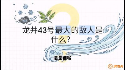 第04节：龙井双璧&mdash;&mdash;龙井43与群体种的差异化护养（重点），课程：《茗茶卫士&mdash;&mdash;茶叶病虫害绿色防控实战课》#识农AI