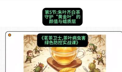 第05节：朱叶齐白茶&mdash;&mdash;守护&ldquo;黄金叶&rdquo;的颜值与蜡质层（重点），课程：《茗茶卫士&mdash;&mdash;茶叶病虫害绿色防控实战课》#识农AI