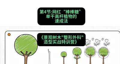 第04节：网红&ldquo;棒棒糖&rdquo;&mdash;&mdash;单干高杆植物的速成法，课程：《景观树木&ldquo;整形外科&rdquo;造型实战特训营》#识农AI