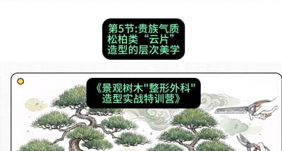 第05节：贵族气质&mdash;&mdash;松柏类&ldquo;云片&rdquo;造型的层次美学，课程：《景观树木&ldquo;整形外科&rdquo;造型实战特训营》#识农AI