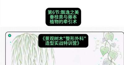 第06节：飘逸之美&mdash;&mdash;垂枝类与藤本植物的牵引术，课程：《景观树木&ldquo;整形外科&rdquo;造型实战特训营》#识农AI