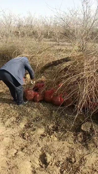 出售药用连翘苗，科研五号优质种苗，2/5年苗，药用连翘树，挂果树，全国包邮到家！财富密码18534302961出售药用连翘苗，科研五号优质种苗，2/5年苗，药用连翘树，挂果树，全国包邮到家！财富密码1