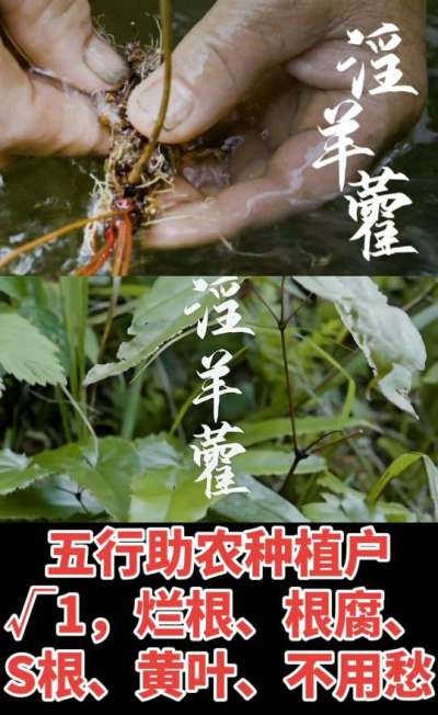 177，1907，0725，V 同号
1  老乡们！种淫羊藿不用乱买肥，咱这款专用肥，针对淫羊藿习性配的，壮苗防烂根，采收多卖钱，用过都回头！
2  咱种淫羊藿图的就是省心高产！专用肥薄肥勤施，苗不烧