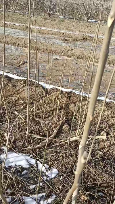 臭椿苗，一年苗，需要联系我，全国包邮到家。18534302961