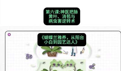第六节：神医把脉：黄叶、消苞与病虫害逆转术，课程：《蝴蝶兰雅养六讲：从阳台小白到园艺达人》#识农AI