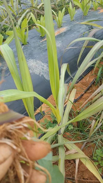 黑甘蔗种植下去，三个月。第一次追肥，