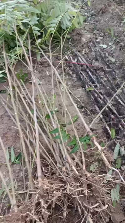 出售臭椿苗，巨峰葡萄苗。药用连翘苗，科研五号优质种苗，2/5年苗，药用连翘树，挂果树，全国包邮到家！财富密码18534302961