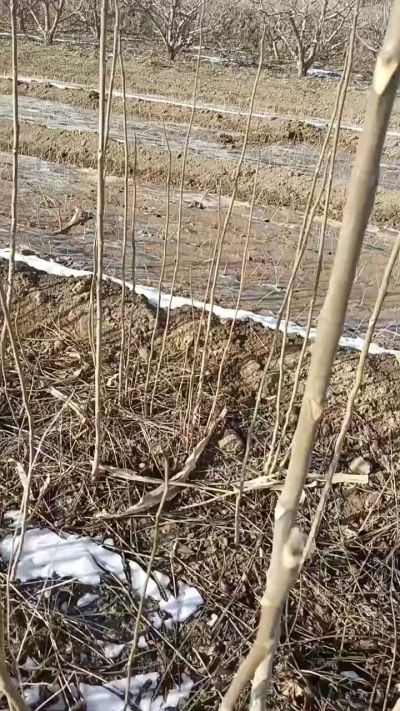 出售臭椿苗，巨峰葡萄苗。药用连翘苗，科研五号优质种苗，2/5年苗，药用连翘树，挂果树，全国包邮到家！财富密码18534302961