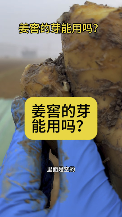 姜窖的芽能用吗？
