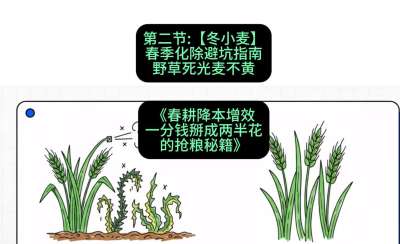 第二节：【冬小麦】春季化除避坑指南，野草死光麦不黄