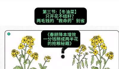 第三节：【冬油菜】只开花不结籽？两毛钱的&ldquo;救命药&rdquo;别省