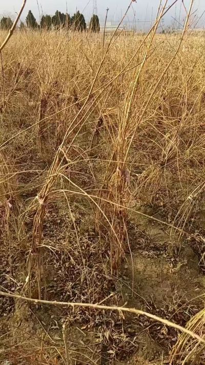 出售药用连翘苗，科研五号优质种苗，2/5年苗，药用连翘树，挂果树，全国包邮到家！财富密码18534302961出售药用连翘苗，科研五号优质种苗，2/5年苗，药用连翘树，挂果树，全国包邮到家！财富密码1