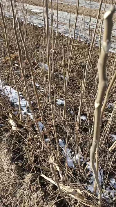 出售臭椿苗，巨峰葡萄苗。药用连翘苗，科研五号优质种苗，2/5年苗，药用连翘树，挂果树，全国包邮到家！财富密码18534302961