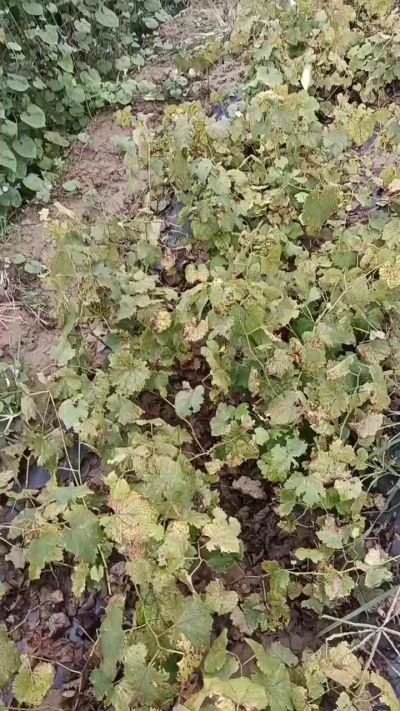 出售巨峰葡萄苗。药用连翘苗，科研五号优质种苗，2/5年苗，药用连翘树，挂果树，全国包邮到家！财富密码18534302961