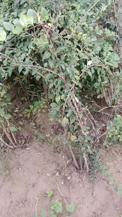 出售药用连翘苗，科研五号优质种苗，2/5年苗，药用连翘树，挂果树，全国包邮到家！财富密码18534302961