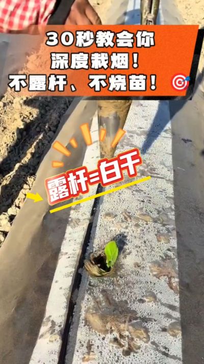 这个栽法太关键了！深栽是烤烟成活的根本，亲测有效！
