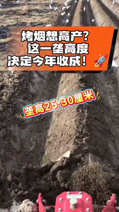 想让烤烟高产，就得从细节抓起。分享一点实打实的干货，只为帮大家少走弯路，种出好烟叶！🌱👍