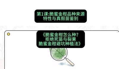 第1节：脆蜜金柑品种来源、特性与真假苗鉴别，课程：《脆蜜金柑怎么种？拒绝死苗与裂果，脆蜜金柑8步避坑种植法》#识农AI