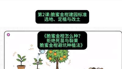 第2节：脆蜜金柑建园标准：选地、定植与改土，课程：《脆蜜金柑怎么种？拒绝死苗与裂果，脆蜜金柑8步避坑种植法》#识农AI