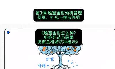 第3节：脆蜜金柑幼树管理：促根、扩冠与整形修剪，课程：《脆蜜金柑怎么种？拒绝死苗与裂果，脆蜜金柑8步避坑种植法》#识农AI