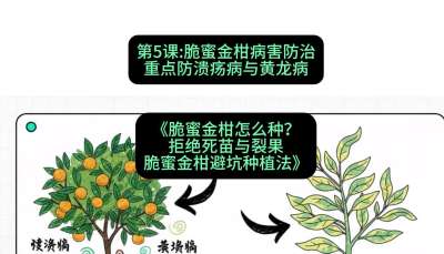 第5节：脆蜜金柑病害防治：重点防溃疡病与黄龙病，课程：《脆蜜金柑怎么种？拒绝死苗与裂果，脆蜜金柑8步避坑种植法》#识农AI