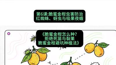 第6节：脆蜜金柑虫害防治：红蜘蛛、蚜虫与吸果夜蛾，课程：《脆蜜金柑怎么种？拒绝死苗与裂果，脆蜜金柑8步避坑种植法》#识农AI