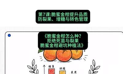 第7节：脆蜜金柑提升品质：防裂果、增糖与转色管理，课程：《脆蜜金柑怎么种？拒绝死苗与裂果，脆蜜金柑8步避坑种植法》#识农AI