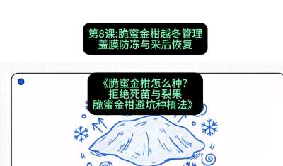 第8节：脆蜜金柑越冬管理：盖膜防冻与采后恢复，课程：《脆蜜金柑怎么种？拒绝死苗与裂果，脆蜜金柑8步避坑种植法》#识农AI
