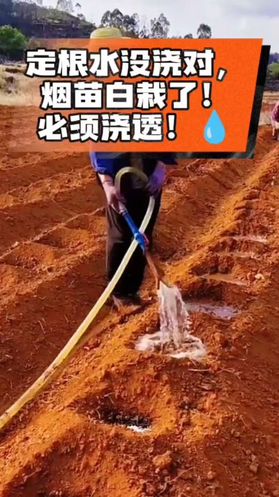 烤烟移栽定根水这么浇，烟苗稳活不僵苗！水里加点它，缓苗快、长势壮，种烟新手必看！