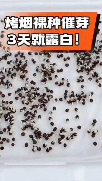 烤烟裸种催芽小技巧，清水浸泡、保温保湿，3天就能露白，出苗快又齐！烟农朋友收藏备用～