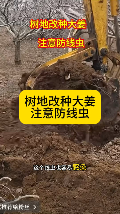 树地改种大姜，注意防线虫！